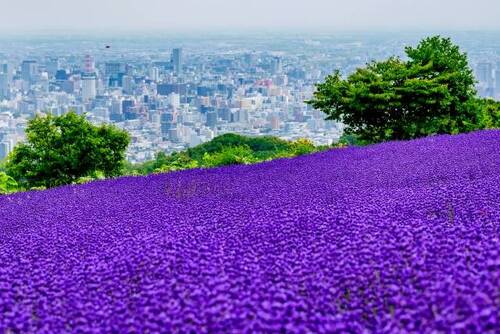幌見峠ラベンダー園