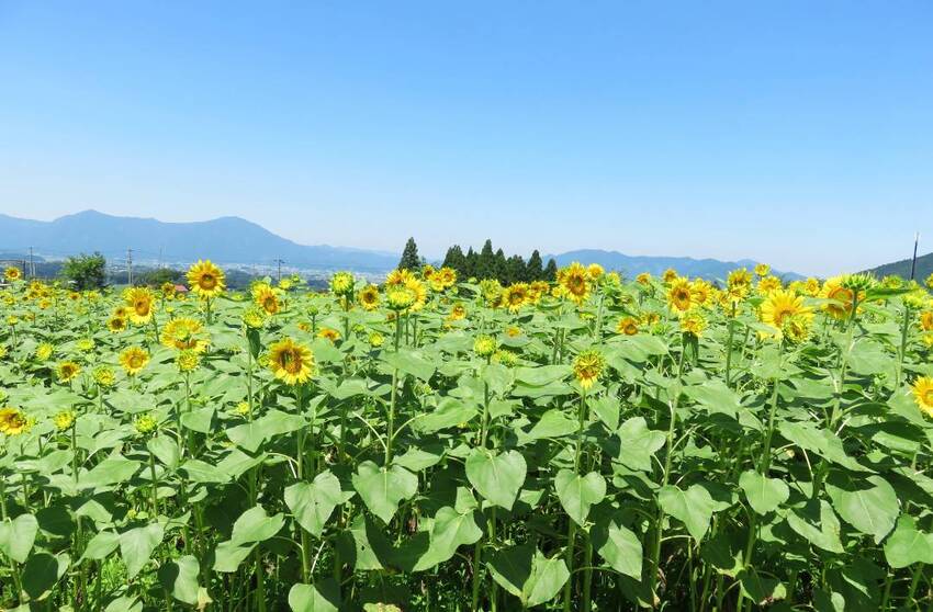 旅行プランのサムネイル