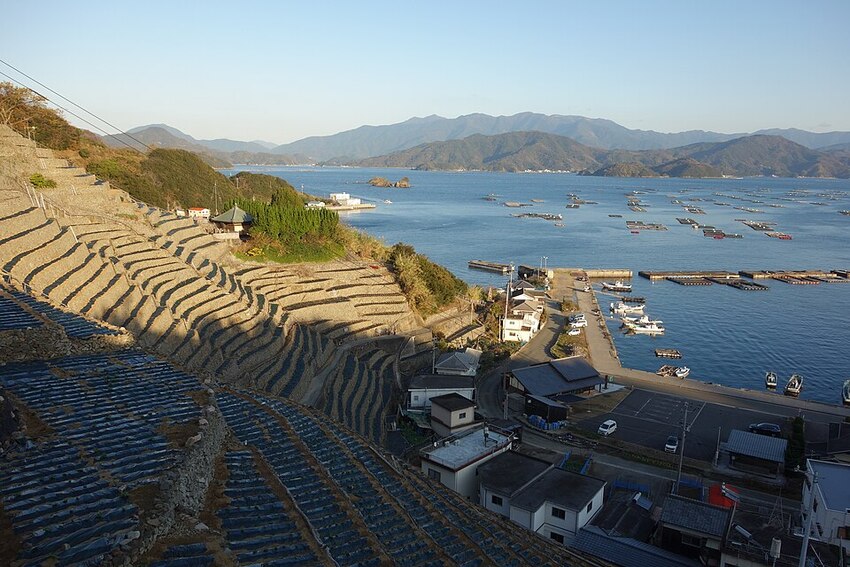 遊子水荷浦の段畑